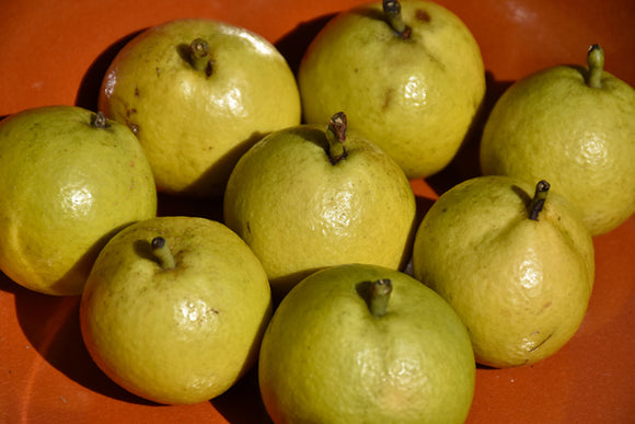 Golden Spice Pear fruit