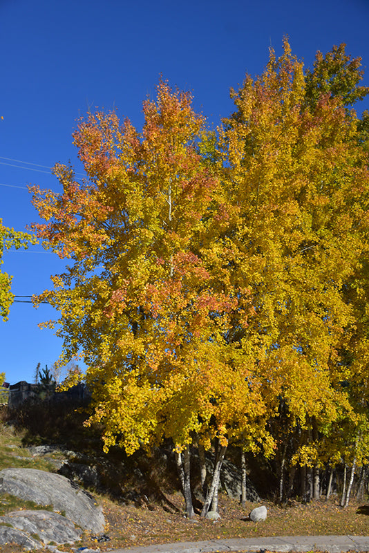 Trembling Aspen (Clump) in fall