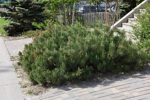 Dwarf Mugo Pine