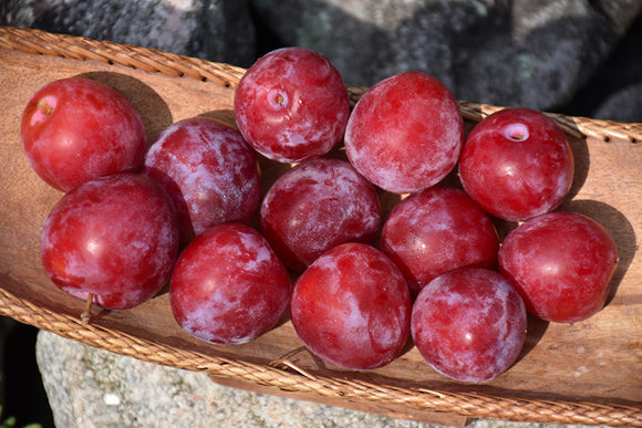 Superior Plum fruit