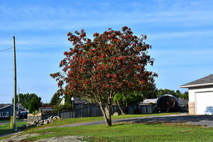 Showy Mountain Ash fruit