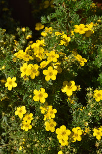 Goldfinger Potentilla flowers