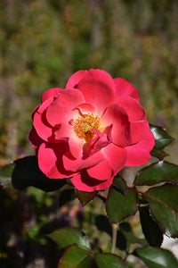 Aurora Borealis&reg; Rose flowers