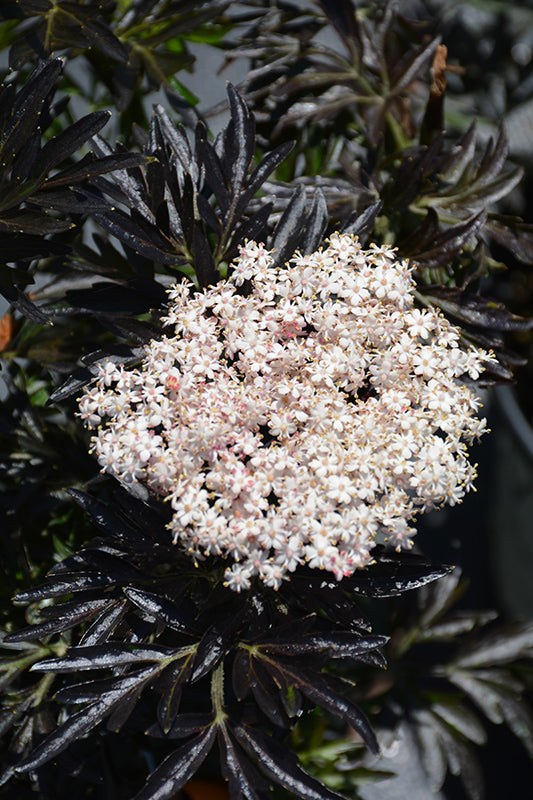 Laced Up® Elder flowers