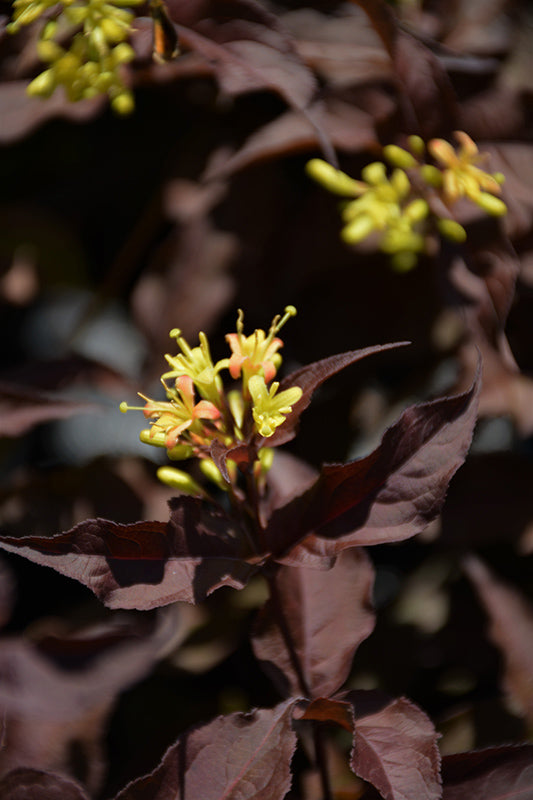 Nightglow™ Diervilla flowers