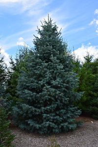 Bonny Blue Blue Spruce