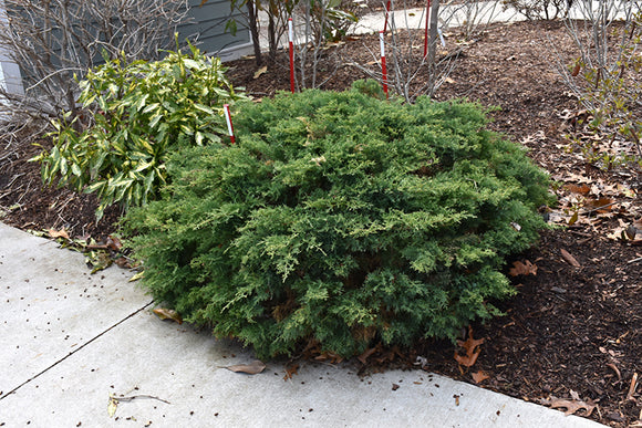 Montana Moss® Juniper