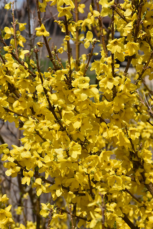 Show Off® Forsythia flowers