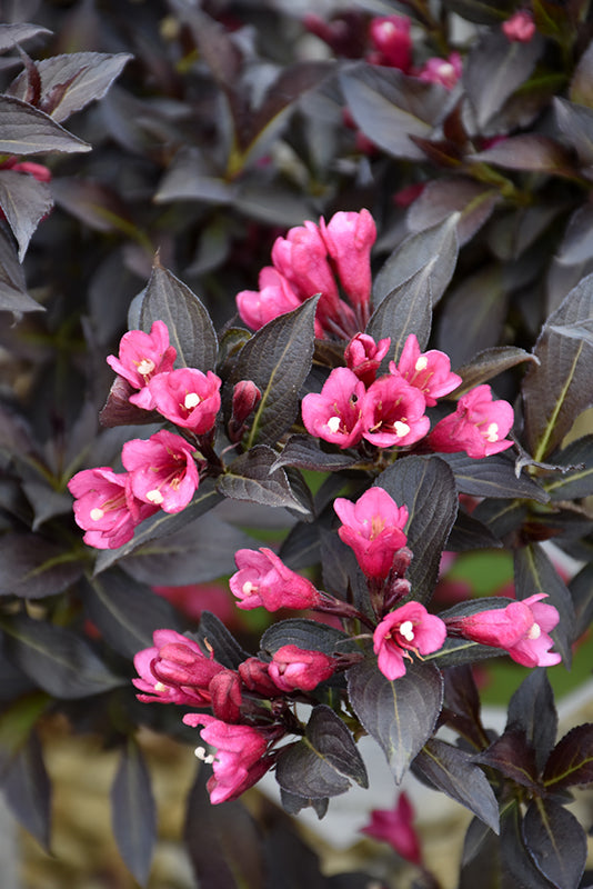 Spilled Wine® Weigela flowers