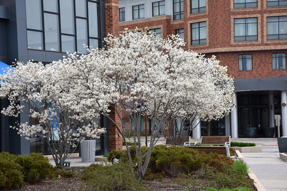 Autumn Brilliance Serviceberry in bloom