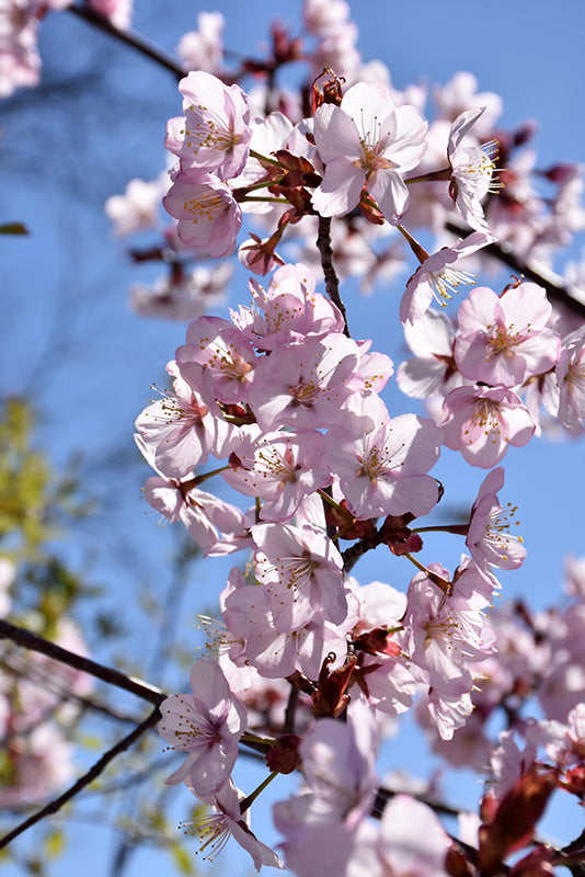 Spring Wonder™ Sargent Cherry flowers