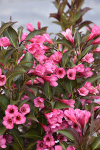 Wine and Roses&reg; Weigela flowers