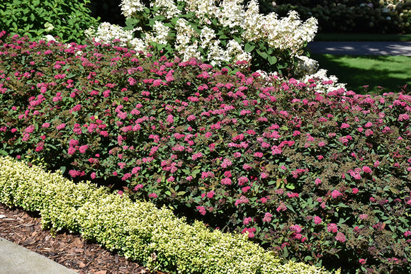 Double Play Doozie® Spirea in bloom