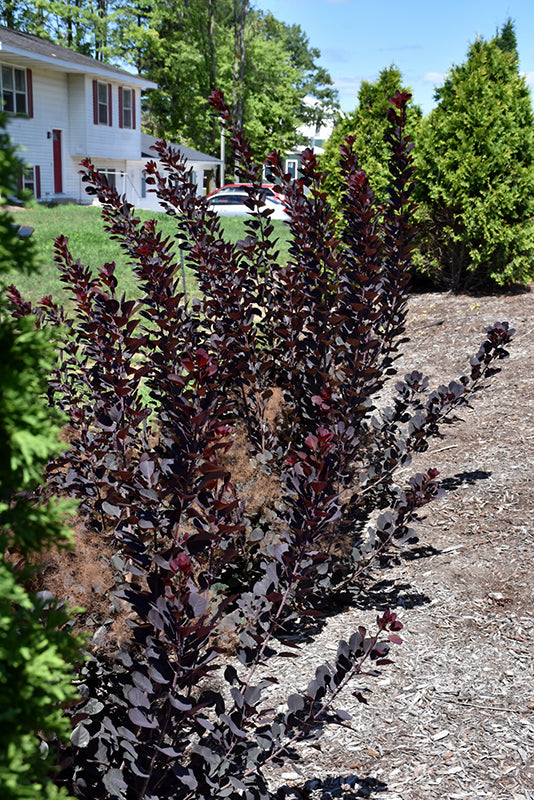 Winecraft Black® Smokebush