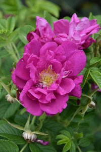 Purple Pavement Rose flowers