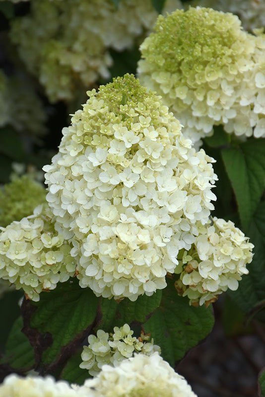 Little Hottie® Hydrangea flowers