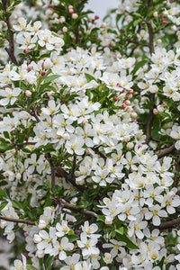 Firebird&reg; Flowering Crab flowers