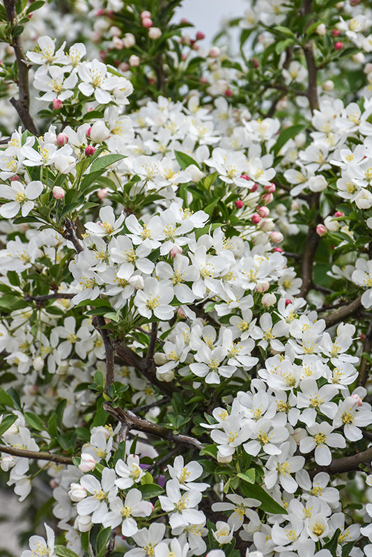 Firebird® Flowering Crab flowers