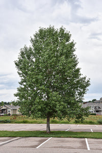 Lanceleaf Poplar