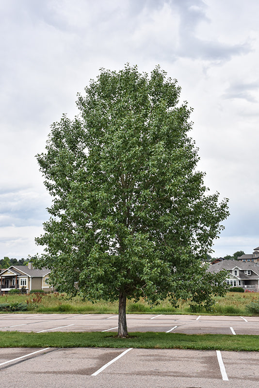 Lanceleaf Poplar